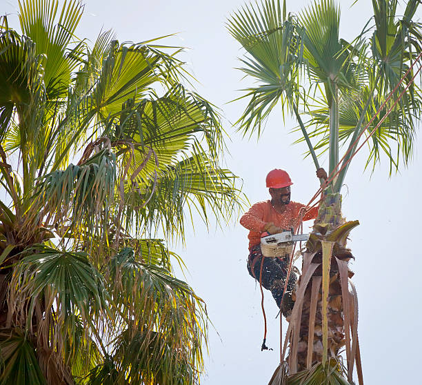 Best Tree Pruning Services  in Florissant, MO